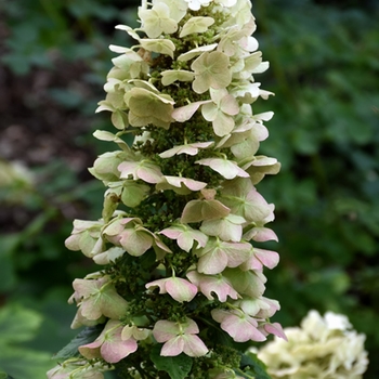 Hydrangea quercifolia 'Munchkin' 