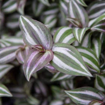 Tradescantia zebrinus