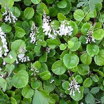 Plectranthus verticillatus