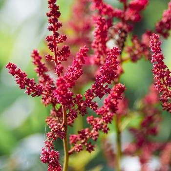 Astilbe chinensis 'Chocolate Cherry' 