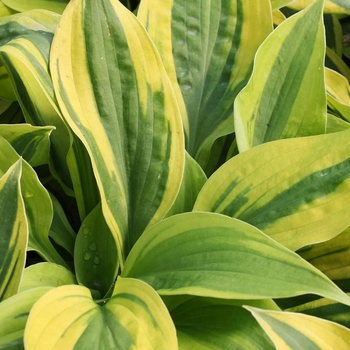 Hosta 'Velvet Moon' 