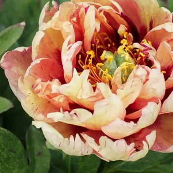 Paeonia 'Kopper Kettle' 