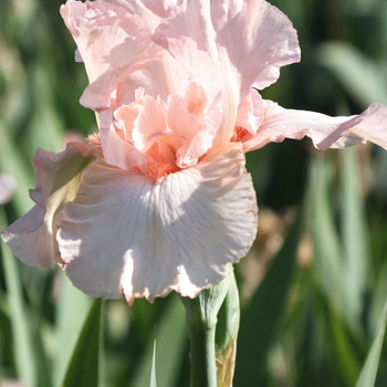 Iris germanica 'Pink Attraction' 