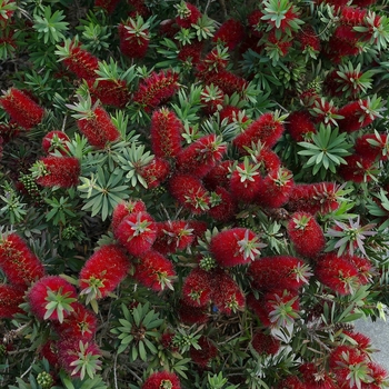 Callistemon 'Little John' 