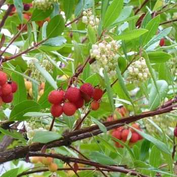 Arbutus unedo