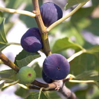 Ficus carica