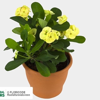 Euphorbia milii 'Aurea' 