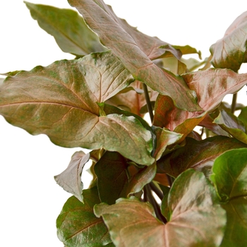 Syngonium podophyllum 'Red Heart' 