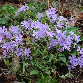 Phlox divaricata 'Blue Moon' 