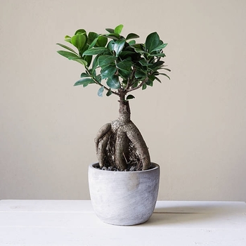 Ficus retusa 'Ginseng' 