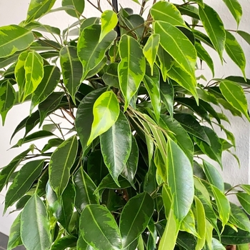 Ficus benjamina