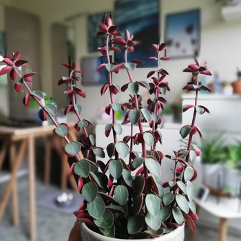 Peperomia verticillata 'Double Duty' 