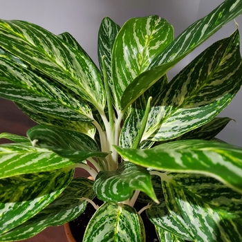 Aglaonema 'Golden Madonna' 