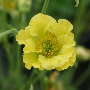 Geum 'Banana Daiquiri' PP25351