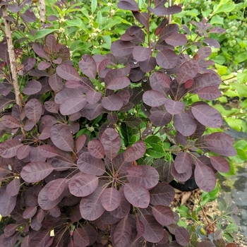 Cotinus coggygria 'COTSIDH5' 