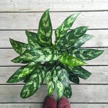 Aglaonema 'Creta' 