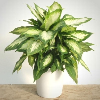 Dieffenbachia 'Camille' 