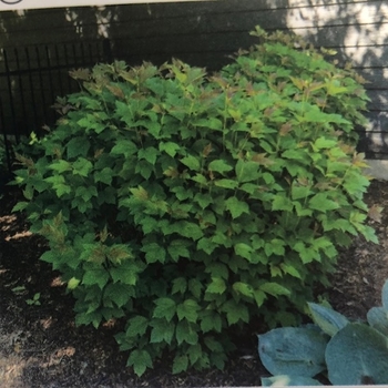 Viburnum trilobum 'Bailey Compact' 