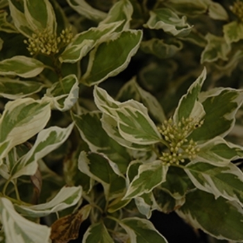 Cornus alba 'Creme de Mint™' 