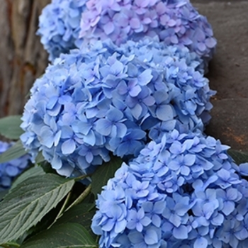 Hydrangea macrophylla 'Monmar' PP25,209