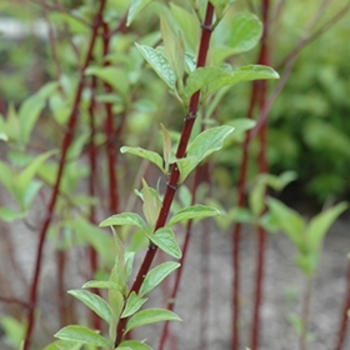 Cornus sericea 'Alleman's Compact' 