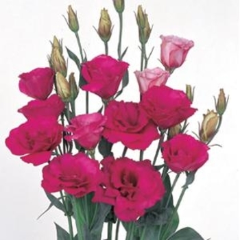 Eustoma grandiflorum 'Mariachi Carmine' 