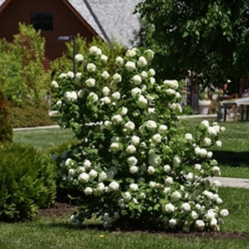 Viburnum opulus 'Sterile' 