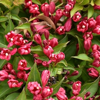 Weigela 'Crimson Kisses™' 