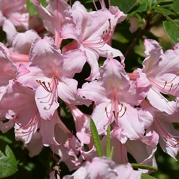 Rhododendron Northern Lights hybrid 'Candy Lights™' 