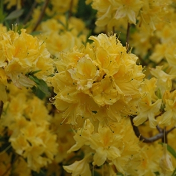 Rhododendron Northern Lights hybrid 'Lemon Lights' 