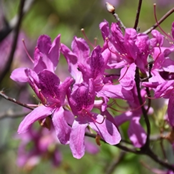 Rhododendron Northern Lights hybrid 'Lilac Lights' 