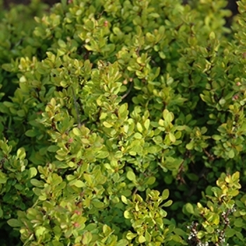 Berberis thunbergii 'Joyce' 