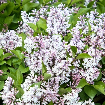 Syringa 'SMSDTL' PP31830