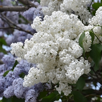 Syringa vulgaris 'Alba' 