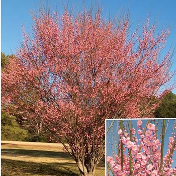 Prunus mume 'Peggy Clarke' 