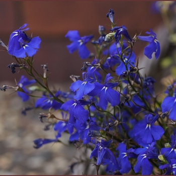 Lobelia erinus