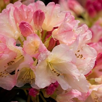 Rhododendron 'Percy Wiseman' 