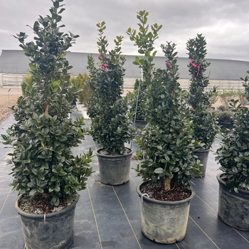 Ilex 'Conty' PP12009