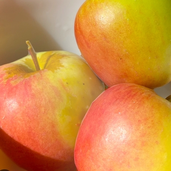 Malus domestica 'Golden Dorsett' 