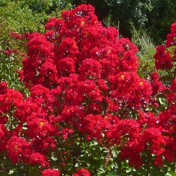 Lagerstroemia indica 'Miss Frances' 