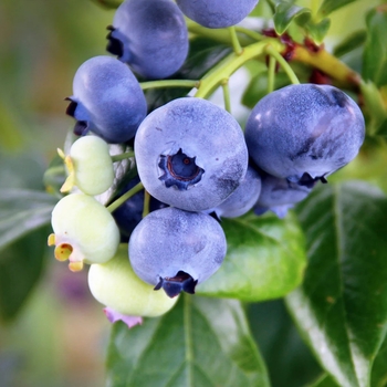 Vaccinium ashei 'Climax' 