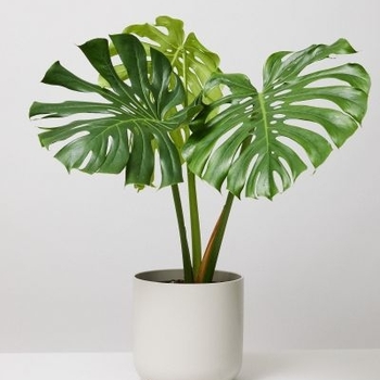 Monstera deliciosa