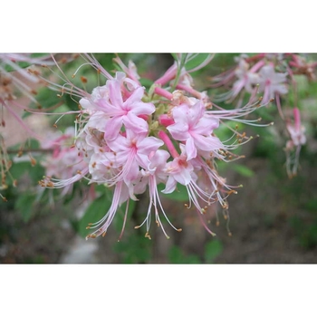 Rhododendron 'Camilla's Blush' 