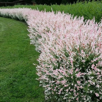 Salix integra 'Hakuro-Nishiki' 