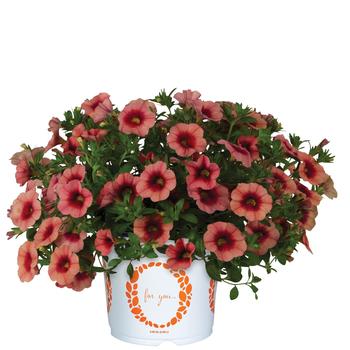 Calibrachoa 'Bloomtastic Peach Grenadine' 