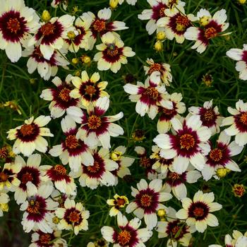 Coreopsis Sizzle & Spice® 'Red Hot Vanilla'