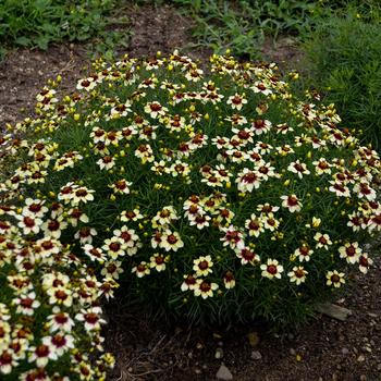 Coreopsis Sizzle & Spice® 'Red Hot Vanilla' (278957)