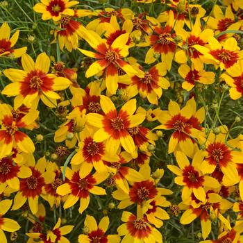 Coreopsis 'Curry Up' PP28521