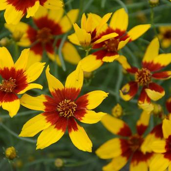 Coreopsis Sizzle & Spice® 'Curry Up' (278959)