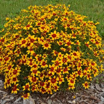 Coreopsis Sizzle & Spice® 'Curry Up' (278960)